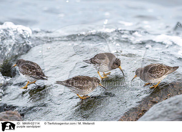 Meerstrandlufer / purple sandpiper / MAW-02114