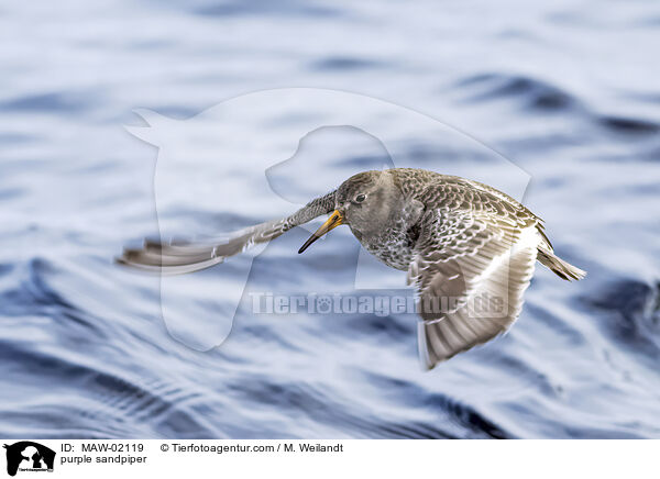 purple sandpiper / MAW-02119