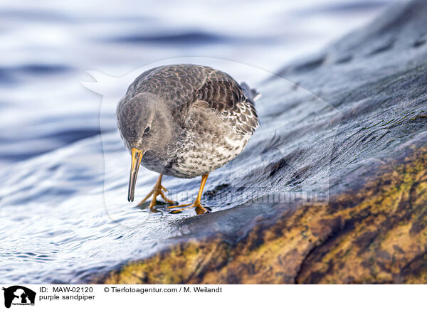 purple sandpiper / MAW-02120