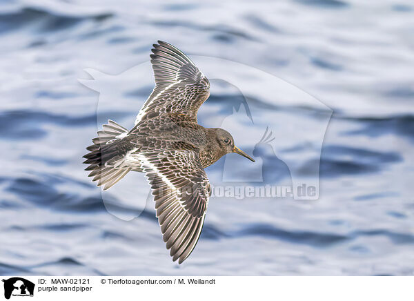 Meerstrandlufer / purple sandpiper / MAW-02121