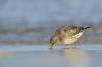 purple sandpiper