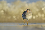 purple sandpiper