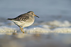 purple sandpiper