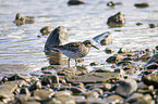 walking Purple Sandpiper