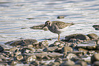 walking Purple Sandpiper