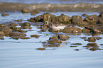 walking Purple Sandpiper