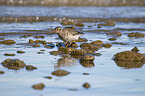 walking Purple Sandpiper