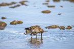 standing Purple Sandpiper