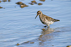 walking Purple Sandpiper
