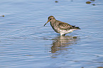 Purple Sandpiper