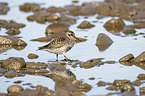 walking Purple Sandpiper
