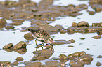 standing Purple Sandpiper