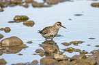 standing Purple Sandpiper