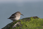 standing Purple Sandpiper