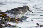 walkiung Purple Sandpiper