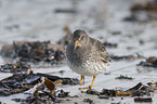 walkiung Purple Sandpiper