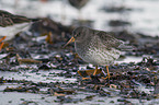 walking Purple Sandpipers