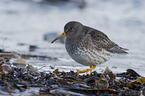 walkiung Purple Sandpiper
