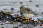 walkiung Purple Sandpiper