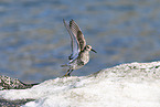 purple sandpiper
