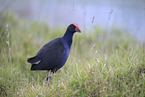pukeko