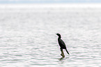 pygmy cormorant