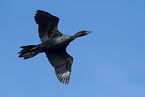 pygmy cormorant
