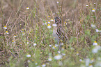 common quail
