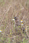 common quail
