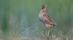 common quail