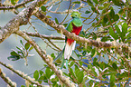 quetzal