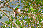 quetzal