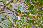 quetzal