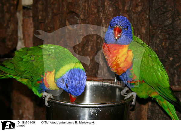 parrot / BM-01001