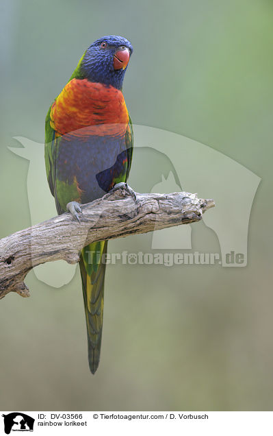 rainbow lorikeet / DV-03566