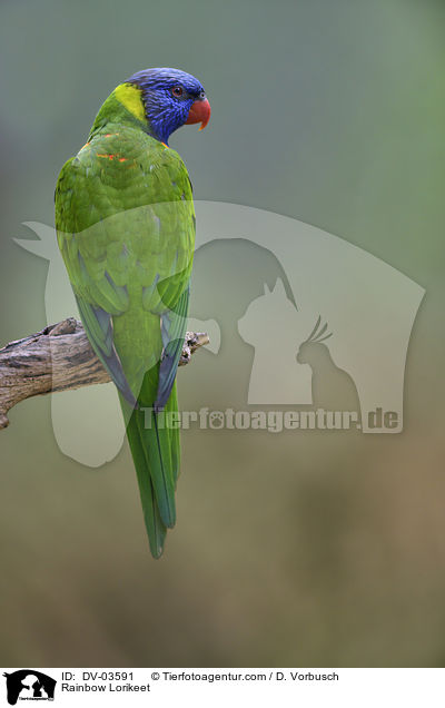 Allfarblori / Rainbow Lorikeet / DV-03591