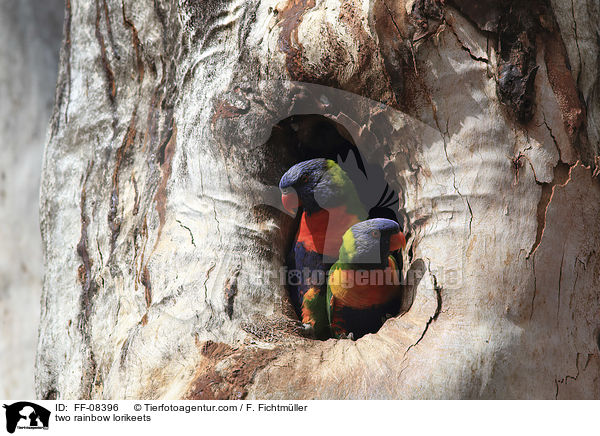zwei Allfarbloris / two rainbow lorikeets / FF-08396