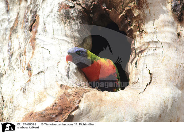 rainbow lorikeet / FF-08399