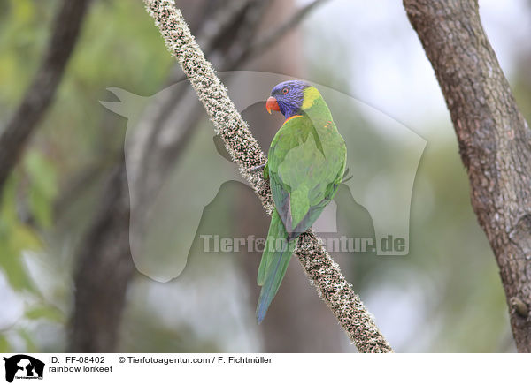 rainbow lorikeet / FF-08402