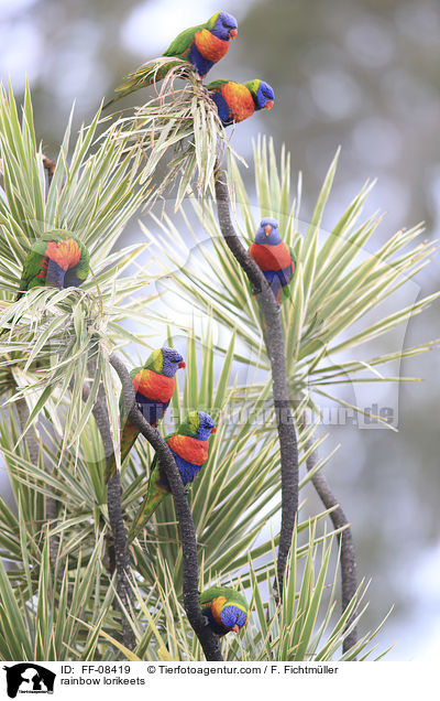 rainbow lorikeets / FF-08419