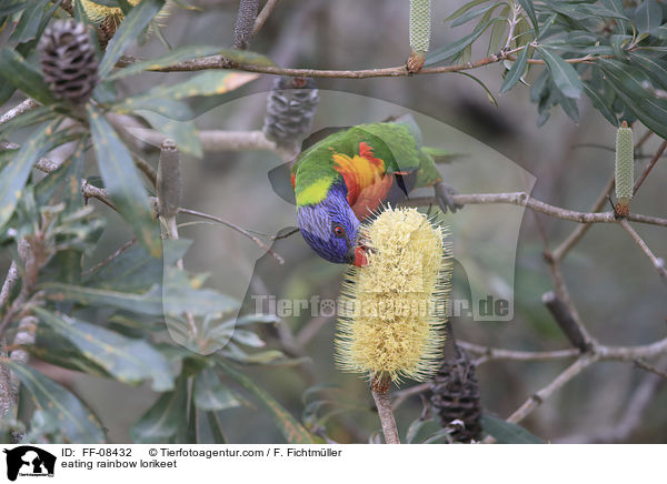 eating rainbow lorikeet / FF-08432