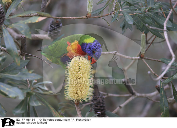 eating rainbow lorikeet / FF-08434