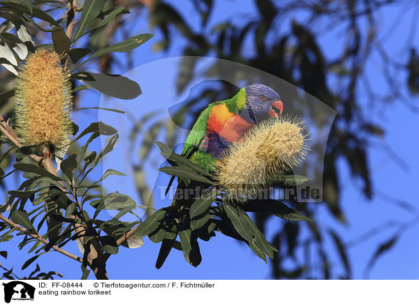 eating rainbow lorikeet / FF-08444