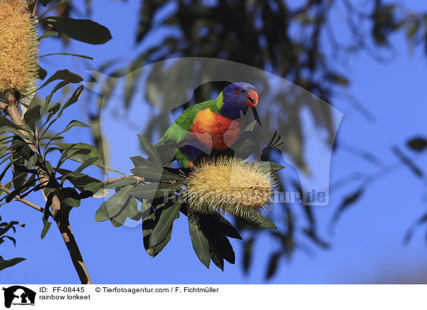 rainbow lorikeet / FF-08445
