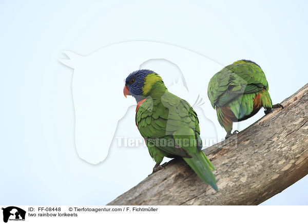 two rainbow lorikeets / FF-08448