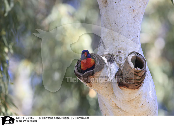 Allfarblori / rainbow lorikeet / FF-08450