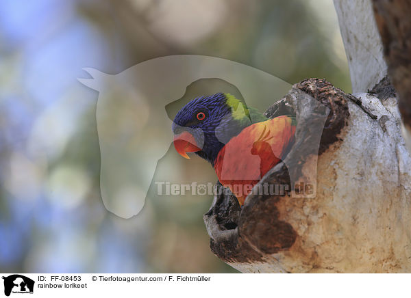 rainbow lorikeet / FF-08453