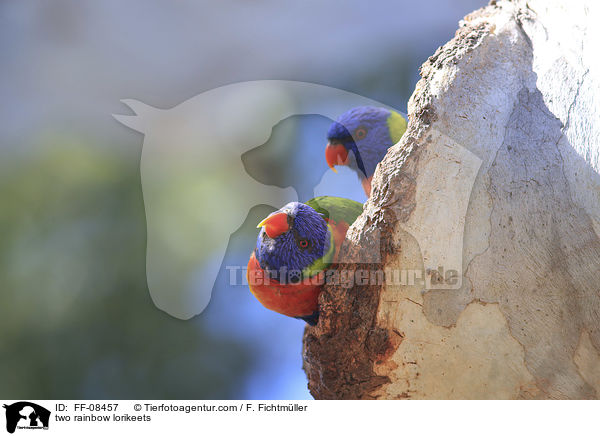 two rainbow lorikeets / FF-08457