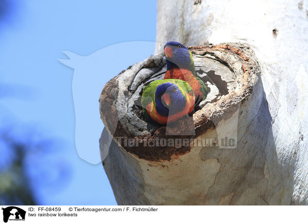 zwei Allfarbloris / two rainbow lorikeets / FF-08459