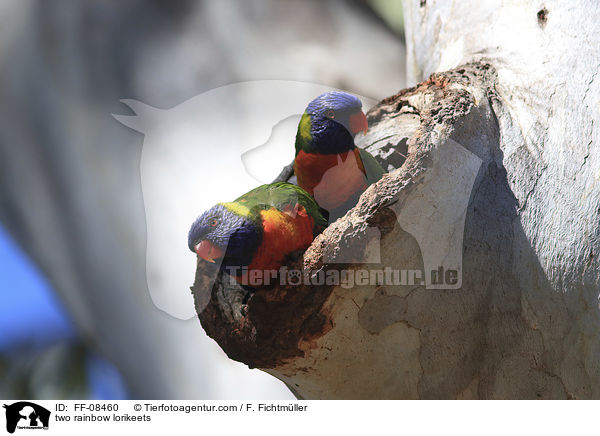 two rainbow lorikeets / FF-08460